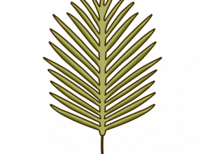 Palm Tree Leaf PNG Clipart