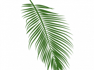 Palm Tree Leaf PNG Cutout