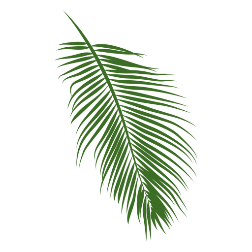 Palm Tree Leaf PNG Cutout