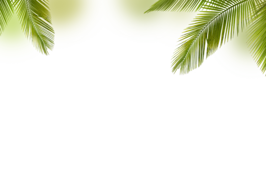 Palm Tree Leaf PNG File