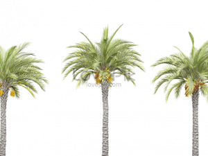 Palm Tree Leaf PNG Image