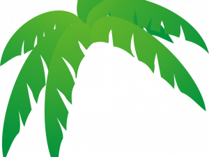 Palm Tree Leaf PNG Image HD