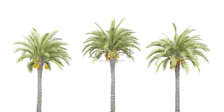 Palm Tree Leaf PNG Image