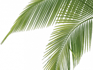 Palm Tree Leaf PNG Photo