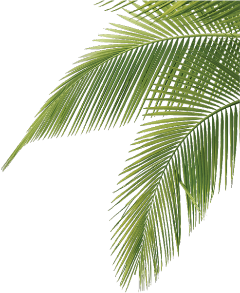 Palm Tree Leaf PNG Photo