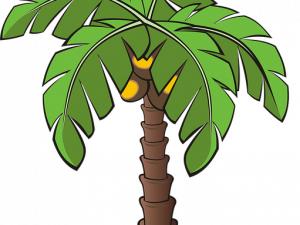 Palm Tree Leaf PNG Pic