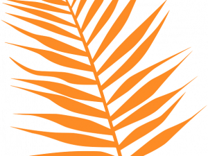 Palm Tree Leaf PNG Picture