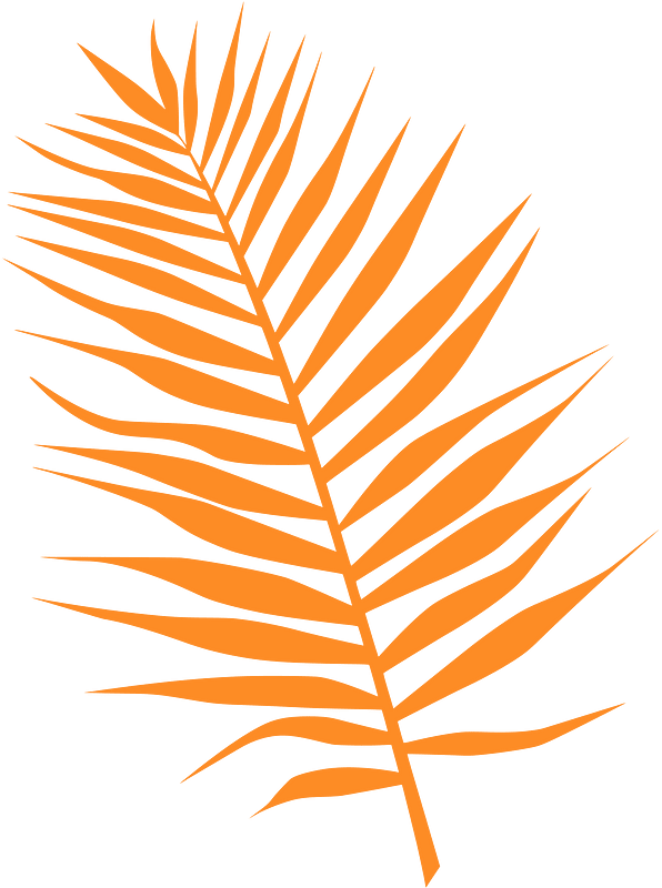 Palm Tree Leaf PNG Picture