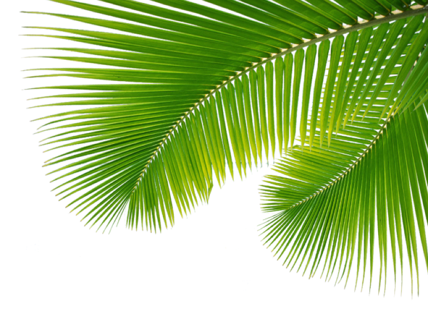 Palm Tree Leaf PNG