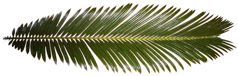 Palm Tree Leaf