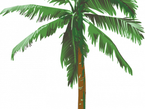 Palmera Background PNG