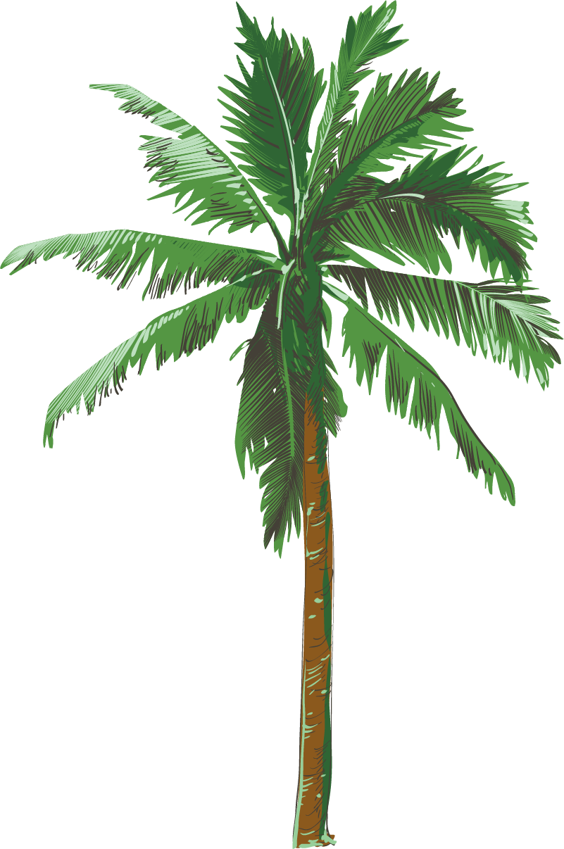 Palmera Background PNG