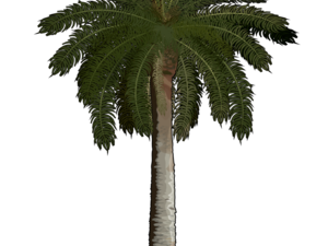 Palmera PNG Cutout