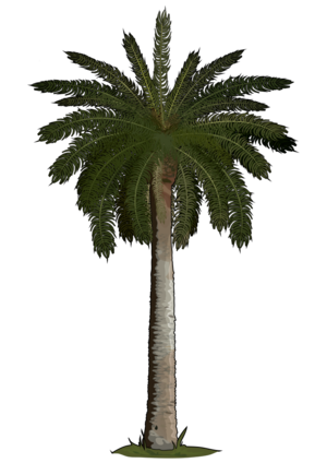 Palmera PNG Cutout