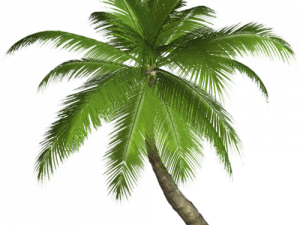 Palmera PNG HD Image