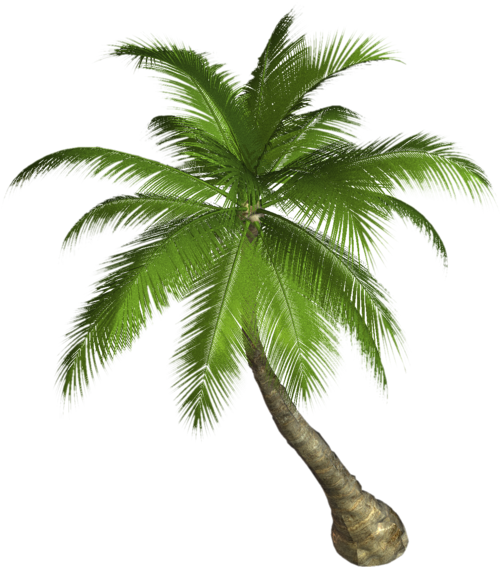 Palmera PNG HD Image