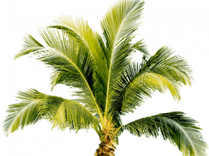 Palmera PNG Photos