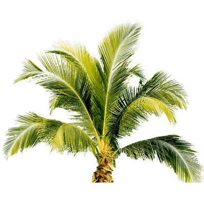 Palmera PNG Photos