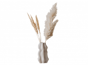 Pampas Grass PNG