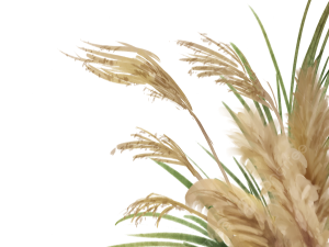 Pampas Grass PNG Clipart