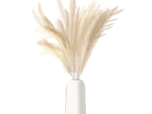 Pampas Grass PNG File