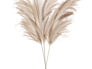 Pampas Grass PNG Free Image