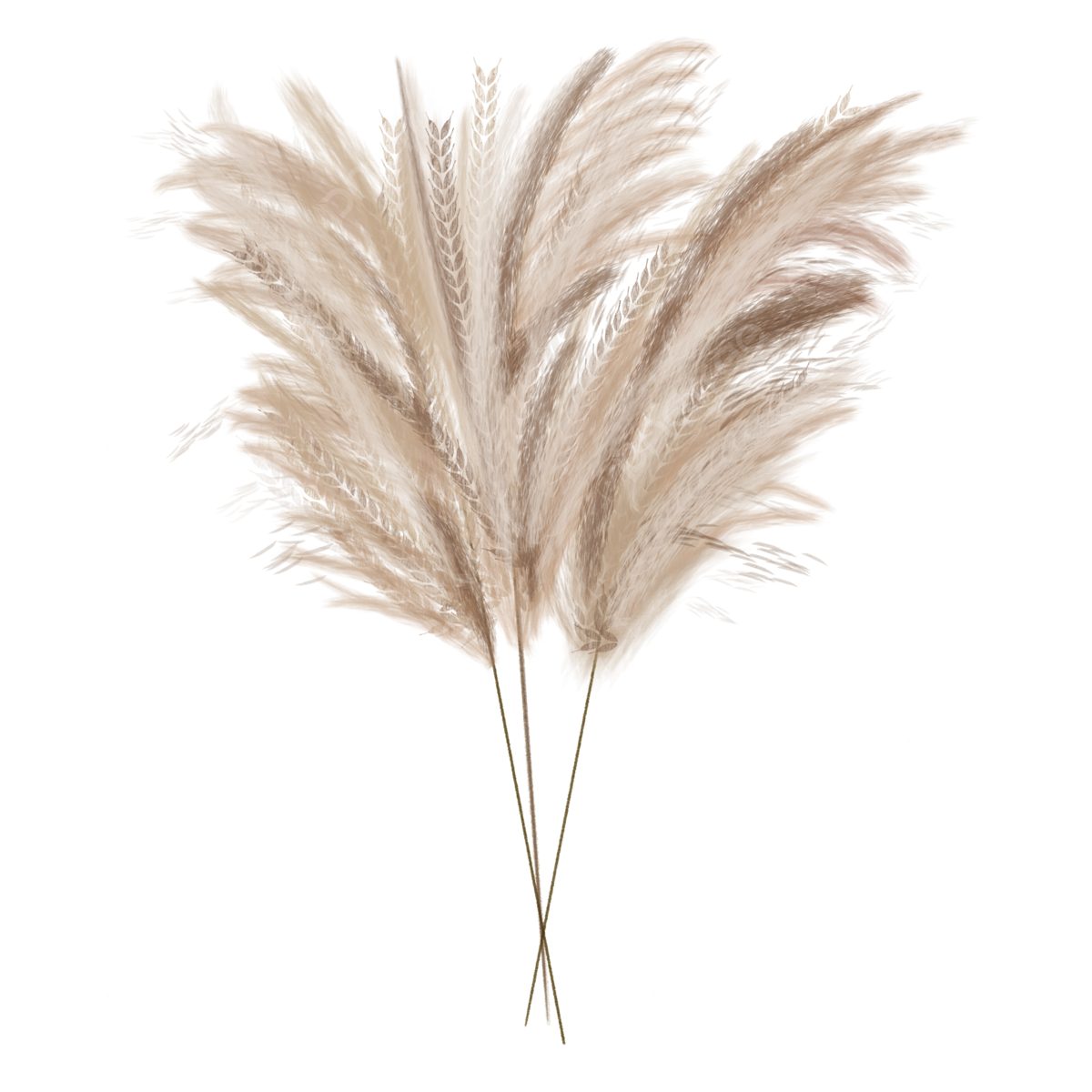 Pampas Grass PNG Free Image