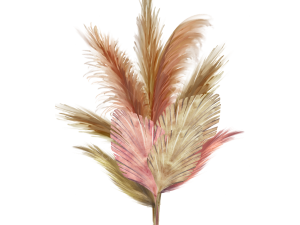 Pampas Grass PNG HD Image