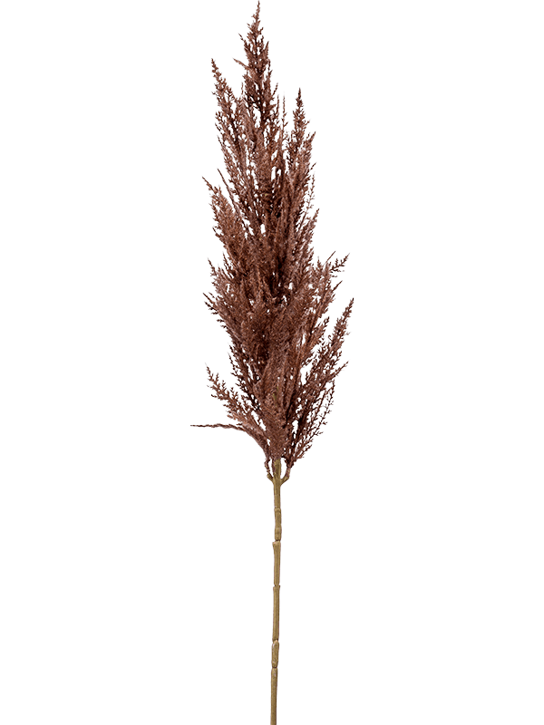 Pampas Grass PNG Image