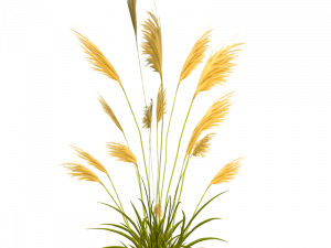 Pampas Grass PNG Images HD