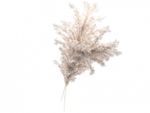 Pampas Grass PNG Photos