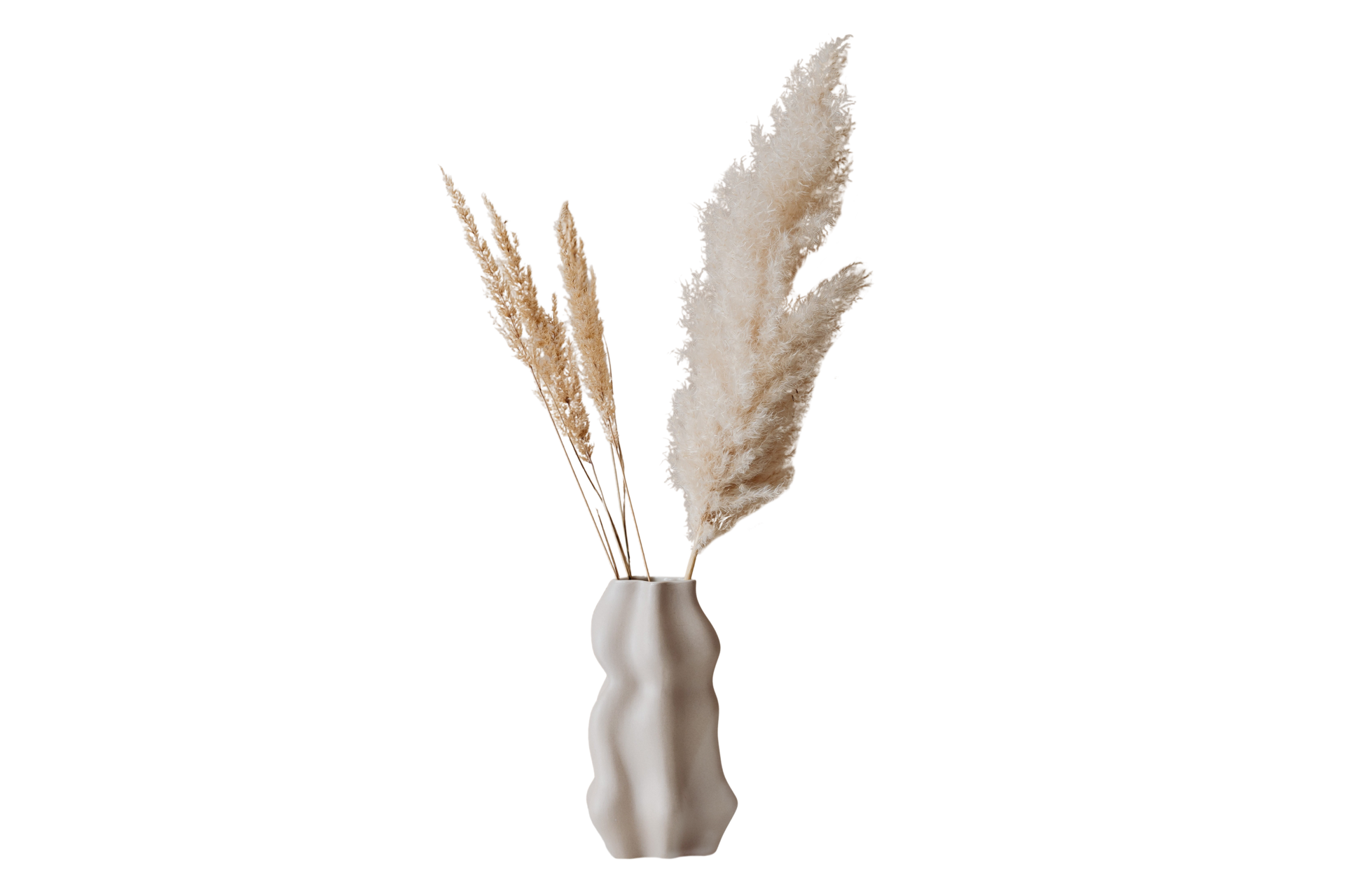 Pampas Grass PNG