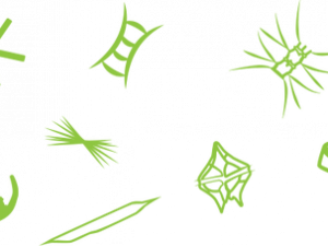 Phytoplankton PNG Clipart