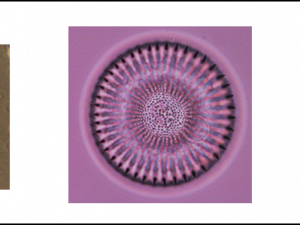 Phytoplankton PNG File