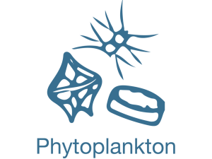 Phytoplankton PNG Free Image