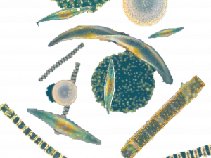 Phytoplankton PNG Images