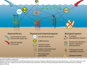 Phytoplankton PNG Photos