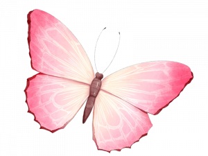 Pink Butterflies PNG File