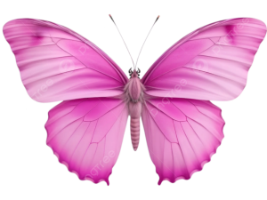 Pink Color PNG Picture