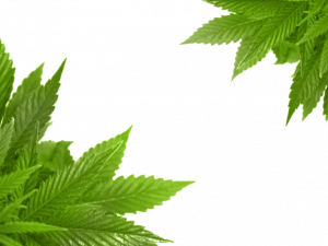 Pot Leaf Background PNG