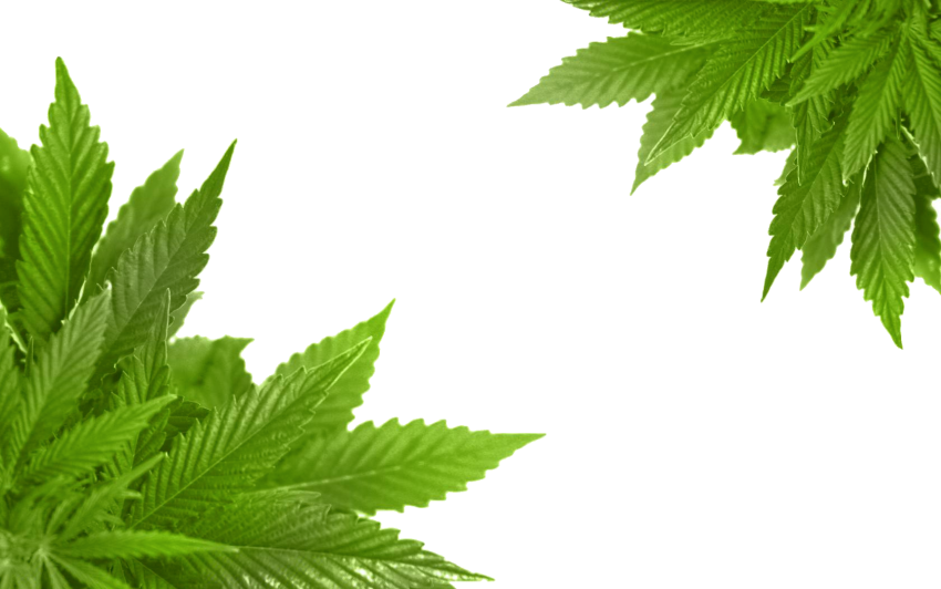 Pot Leaf Background PNG