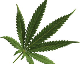 Pot Leaf PNG Background