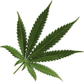 Pot Leaf PNG Background