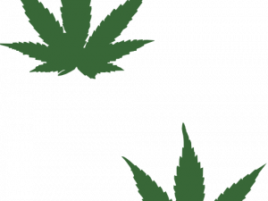 Pot Leaf PNG Free Image