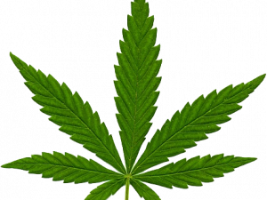 Pot Leaf PNG HD Image