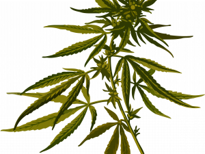 Pot Leaf PNG Image