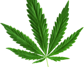 Pot Leaf PNG Image File