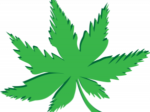 Pot Leaf PNG Image HD