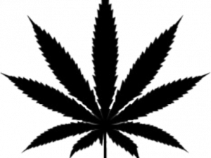 Pot Leaf PNG Photos