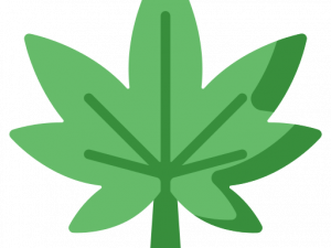 Pot Leaf PNG Pic